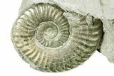 Pyritized Jurassic Ammonite (Fuciniceras) Fossil - France #367623-1